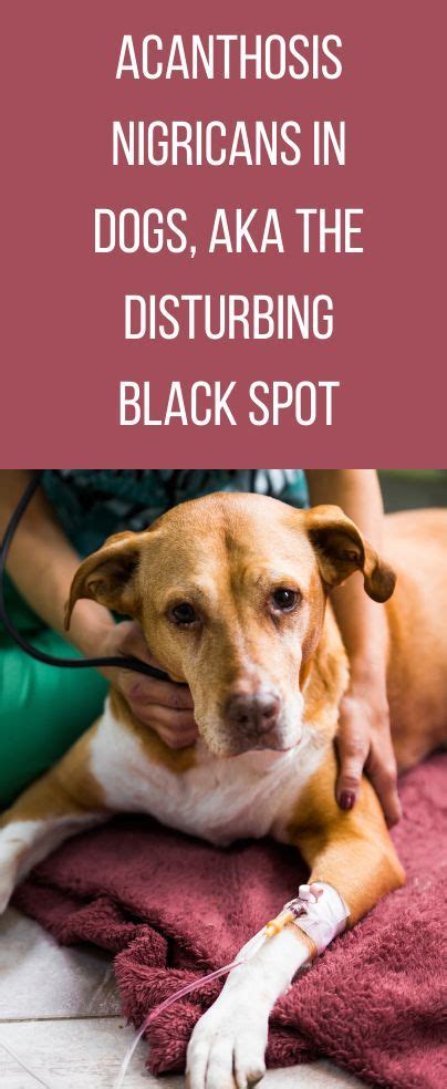 Acanthosis Nigricans In Dogs Aka The Disturbing Black Spot