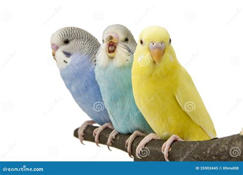 Three Budgies Are In The Roost Stock Image Image Of Lovebird