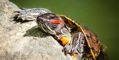 Red Eared Sliders Texas Turtles Need To Soak In The Sun So Theyre