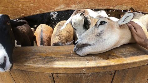 Feeding Goats At A Petting Zoo Youtube