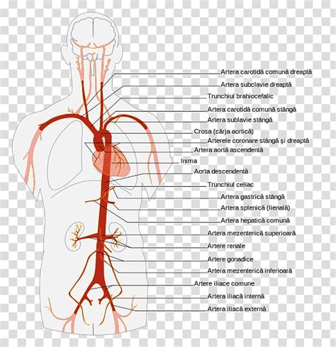 Abdominal Aorta Artery Anatomy Human Body The Branches Transparent