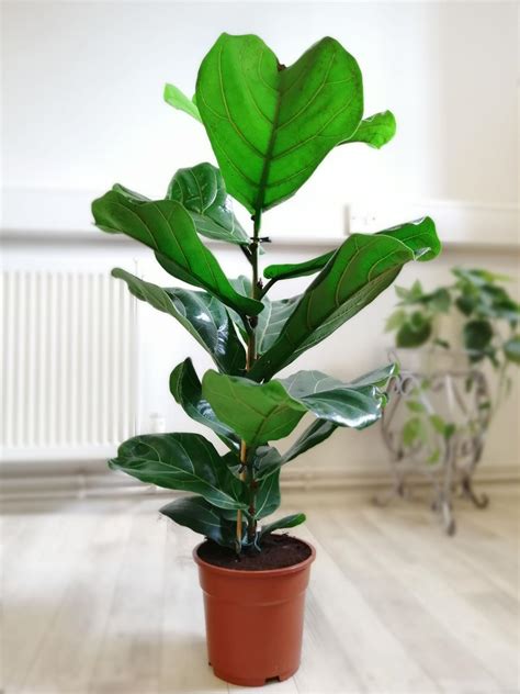 Rare Large Fiddle Leaf Fig Tree Evergreen Indoor House Plant In Pot