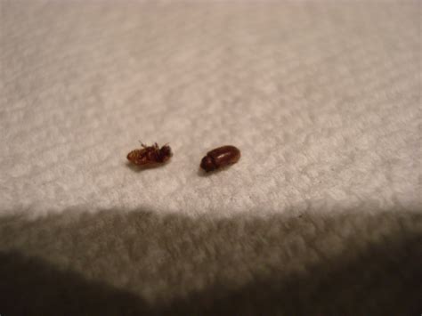 Little Brown Flying Bugs In My Bedroom