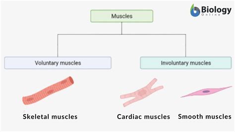 What Are Voluntary Muscles And Involuntary Muscles