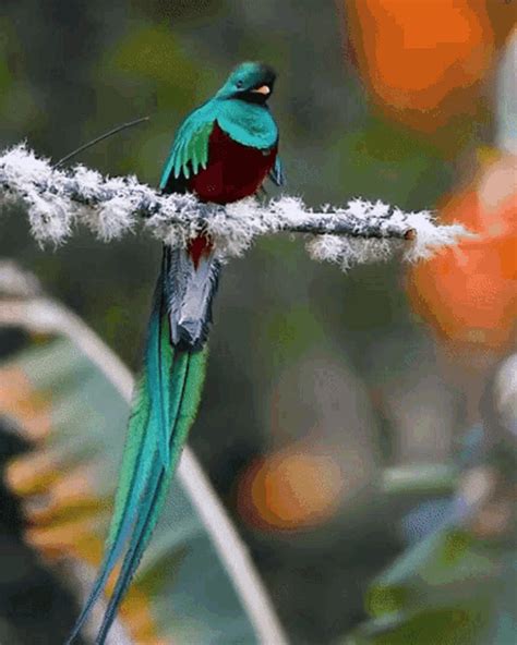 Bird Beautiful Bird  Bird Beautiful Bird Nature Discover And Share