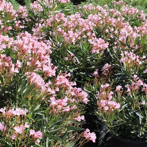 Oleander Varieties