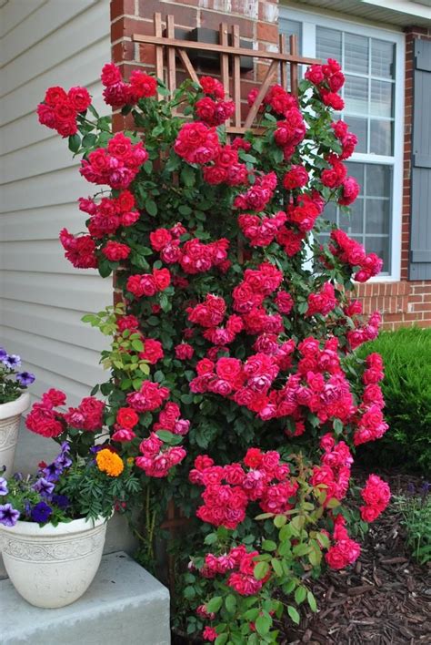 Climbing Blaze Rose Gallery Forum Gardenweb Rose Plant Care
