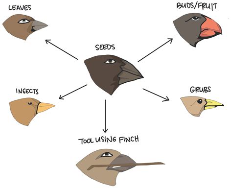 Bird Beak Adaptations How Beaks Are Useful For Birds