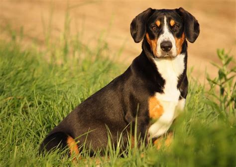 Entlebuche Cattle Dog Entlebucher Sennenhund