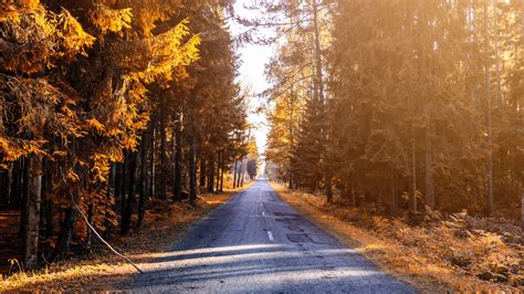 You can also upload and share your favorite anime 4k wallpapers. Autumn Forest 4K HD Wallpapers | HD Wallpapers