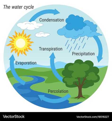 Water Cycle Colour Royalty Free Vector Image Vectorstock