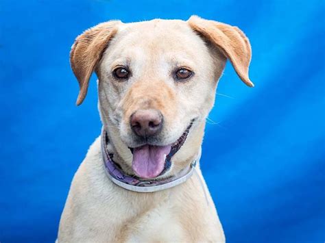 Labrador Retriever Dog For Adoption In Pasadena Ca Adn 532942 On