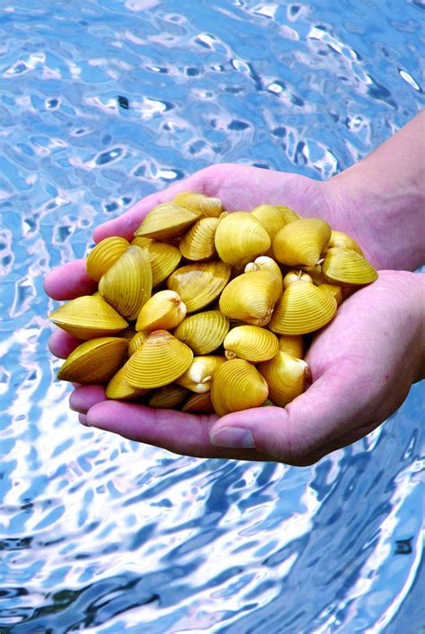 黃金即期牌價 金融市場資訊查詢 全球股市資訊 兆豐理財刊物 票債券利率 投資屬性評 外幣匯率 臺幣存款利率 外幣存款利率 黃金存摺報價. 立川黃金蜆結合觀光行銷全球