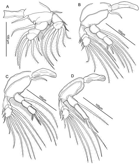 Two New Species Of Parasitic Copepods From The Genera Nothobomolochus