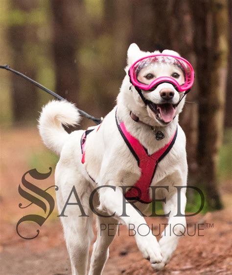 Rex Specs Dog Goggles Protective Eyewear For Australian Dogs Sacred