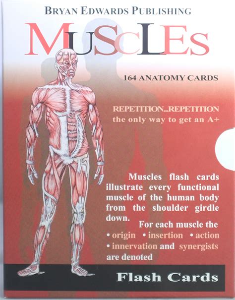 Anatomy Muscle Flash Cards