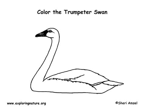 Swan Trumpeter Coloring Page