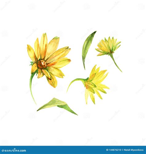 Sistema De Flores Amarillas Ejemplo Dibujado Mano De La Acuarela