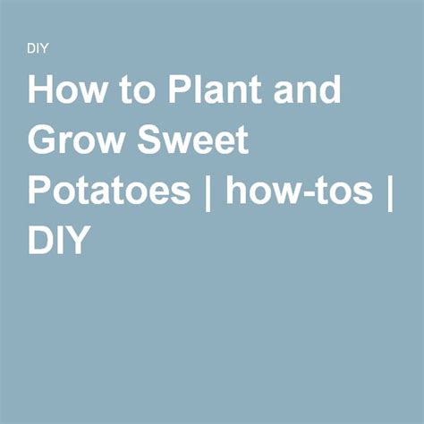 How to Plant and Grow Sweet Potatoes | Growing sweet potatoes, Sweet potato, Potatoes