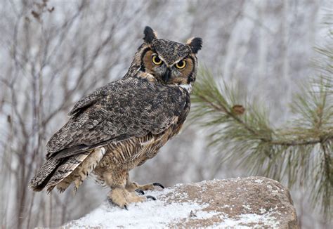 Great Horned Owl Wallpapers Wallpaper Cave