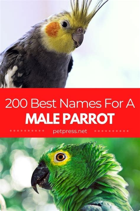 Male Parrot Names The 200 Most Popular Names For Male Parrots
