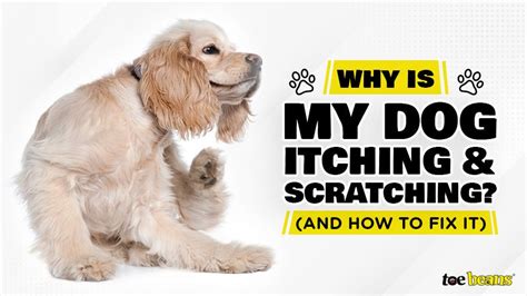 Why Is My Dog Itching And Scratching And How To Fix It Toe Beans