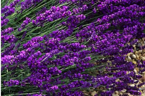 Hidcote Lavender Flowers
