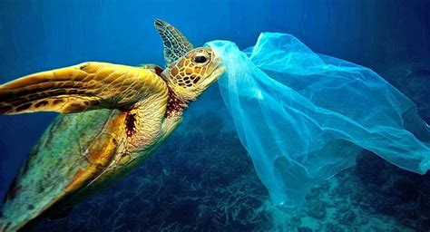 In occasione della giornata mondiale degli oceani 2020, abbiamo deciso di dedicare un pezzo su come ciascuno di noi potrebbe celebrare questo quale modo migliore per celebrare la giornata mondiale degli oceani se non scavare nella sabbia, scoprire pozze di marea e navigare sulle onde? Giornata mondiale degli oceani: tante le iniziative in ...