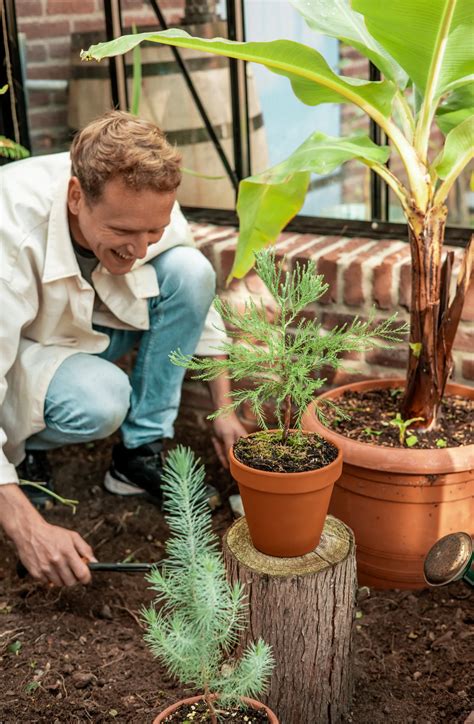 Grootste boom ter wereld kopen? - Plantje.nl