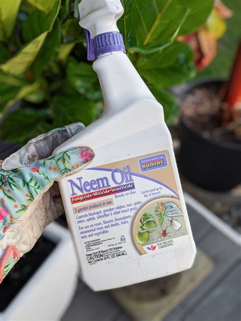 What To Spray On Plants For Gnats Hujaifa