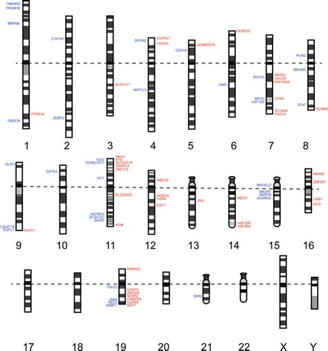 Chromosome Map Of Parent Of Origin Specific Genes And Mirnas In The Pfc