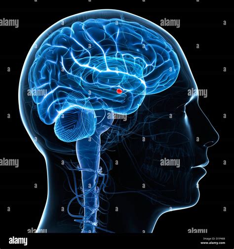 La Amígdala Del Cerebro Ilustraciones Fotografía De Stock Alamy