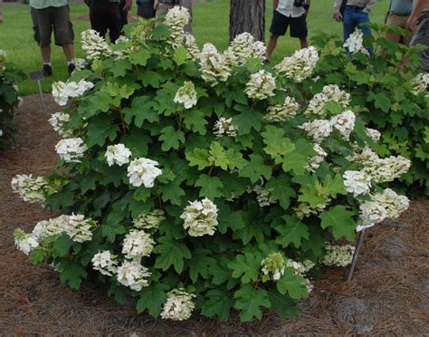 Oak Leaf Hydrangea Planting Guide