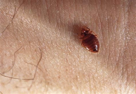 Bed Bug Picture Bed Bug Bites Bed Bug Photo Bugs That Look Like