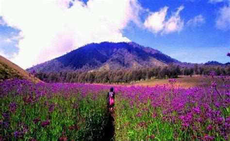 Di sana terdapat sebuah hamparan luas bunga yang berwarna ungu. Oro Oro Ombo, Bunga Verbana Mekar Penambah Eksotis Gunung ...