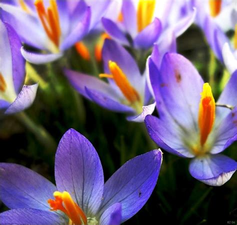 Most Beautiful Spring Flowers Love Sepphoras