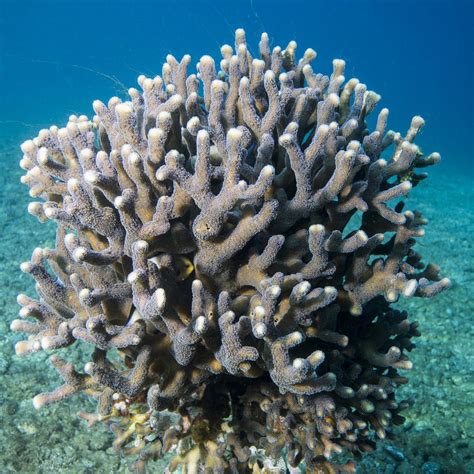 Coral Exoskeleton Growth Begins Inside Living Tissue