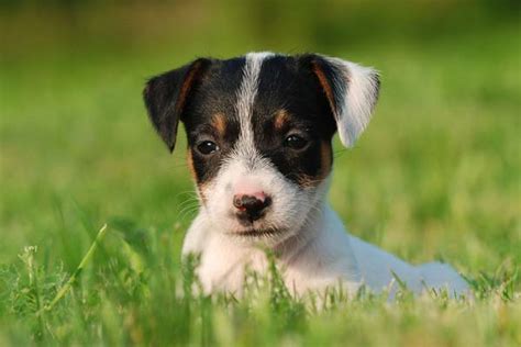 While not terribly common, disorders of the part of the brain called the hypothalamus may cause dogs to not drink water. Take It Easy to Pick Up Your Dog Poop | WishForPets