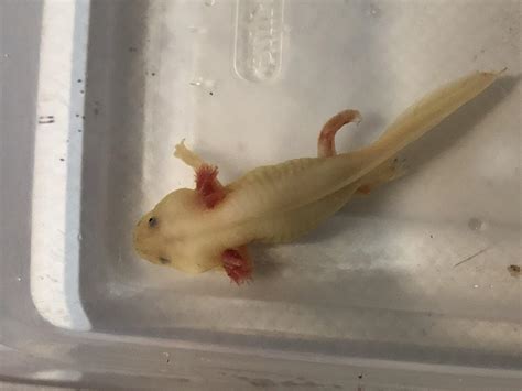 Does My Axolotl Have Red Leg Or Infection Newts And