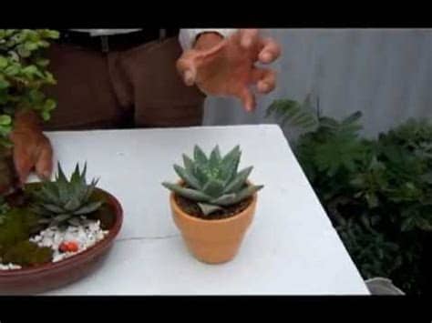 Los primeros amuletos de la suerte en formato de joya se remontan al egipto de los faraones, hace casi 5.000 años. Plantas para la buena suerte 3 - YouTube