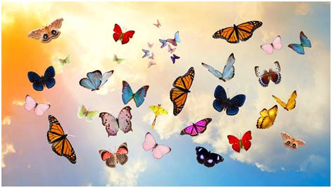 Wallpapers Butterflies 58 Images