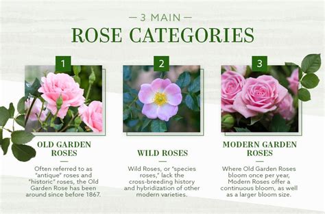 The Different Types Of Roses An Ultimate Guide 2023