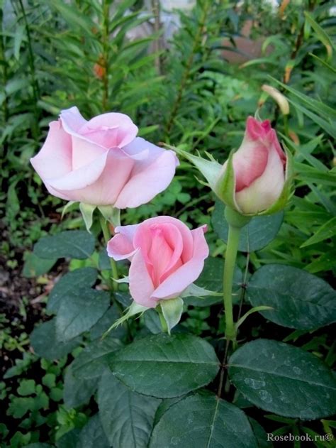 Roses A Collection Of Other Ideas To Try Hybrid Tea