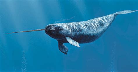 52 Narwhals Notebook From The North