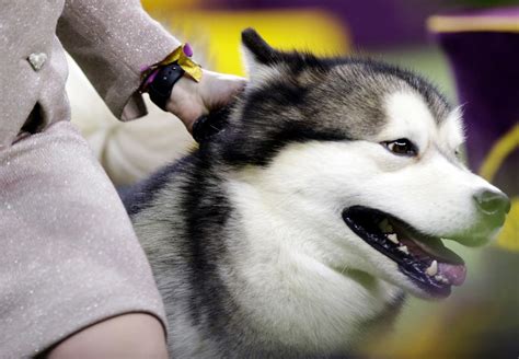 The Westminster Dog Show 2019 Winners And Highlights: Photos | New York 