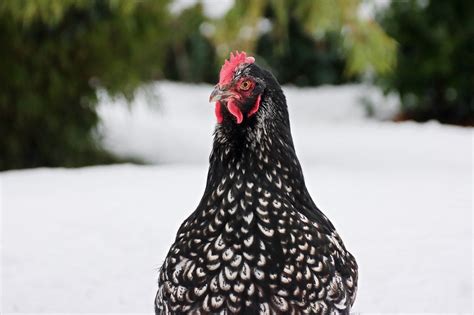 Top 15 Most Beautiful Chicken Breeds Of All Time Run Chicken Run Chicken