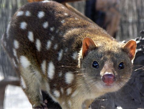 Spot Tailed Quoll Australia Nocturnal And Crepuscular Rare Animals