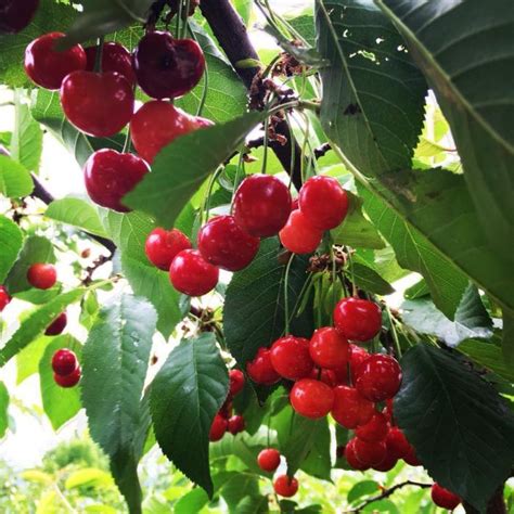 This 220 Acre U Pick Cherry Farm In Vermont Is The Perfect Way To Spend An Afternoon Cherry