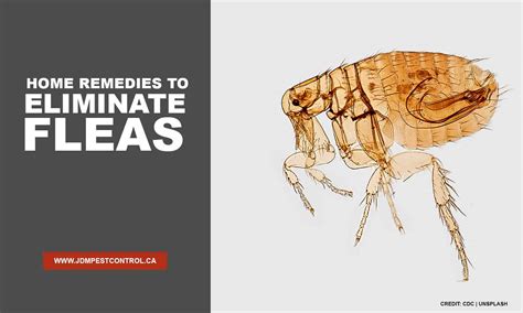 Home Remedies To Eliminate Fleas Jdm Pest Control