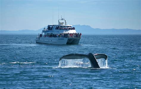 TAKE TO THE GREAT OUTDOORS WINTER WHALE WATCHING EXCURSIONS TO THE